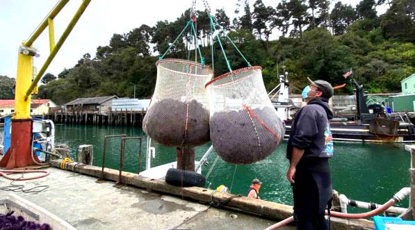 Saving Our Kelp Forests with Reef Check